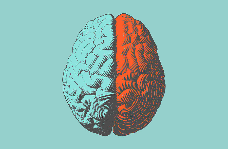 Color drawing brain illustration in vintage style Drawing by Jolygon