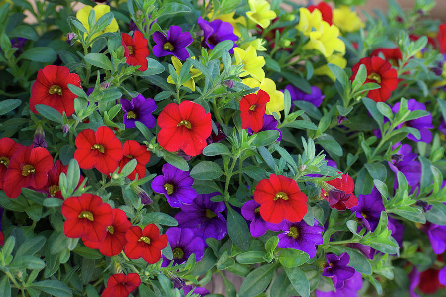 Color Explosion in Calibrachoa Photograph by Jill Klaver | Fine Art America