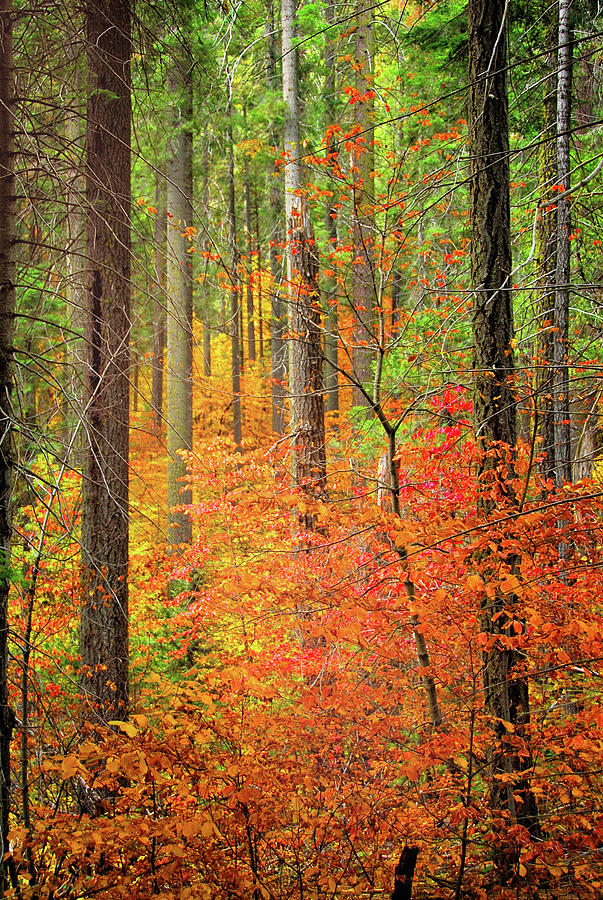 Color Filled Forest Photograph by Lynn Bauer