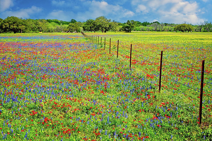 Color-Filled Pastures Photograph by Lynn Bauer