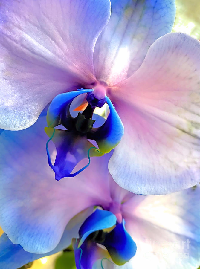 Color fused orchids Photograph by Janice Drew