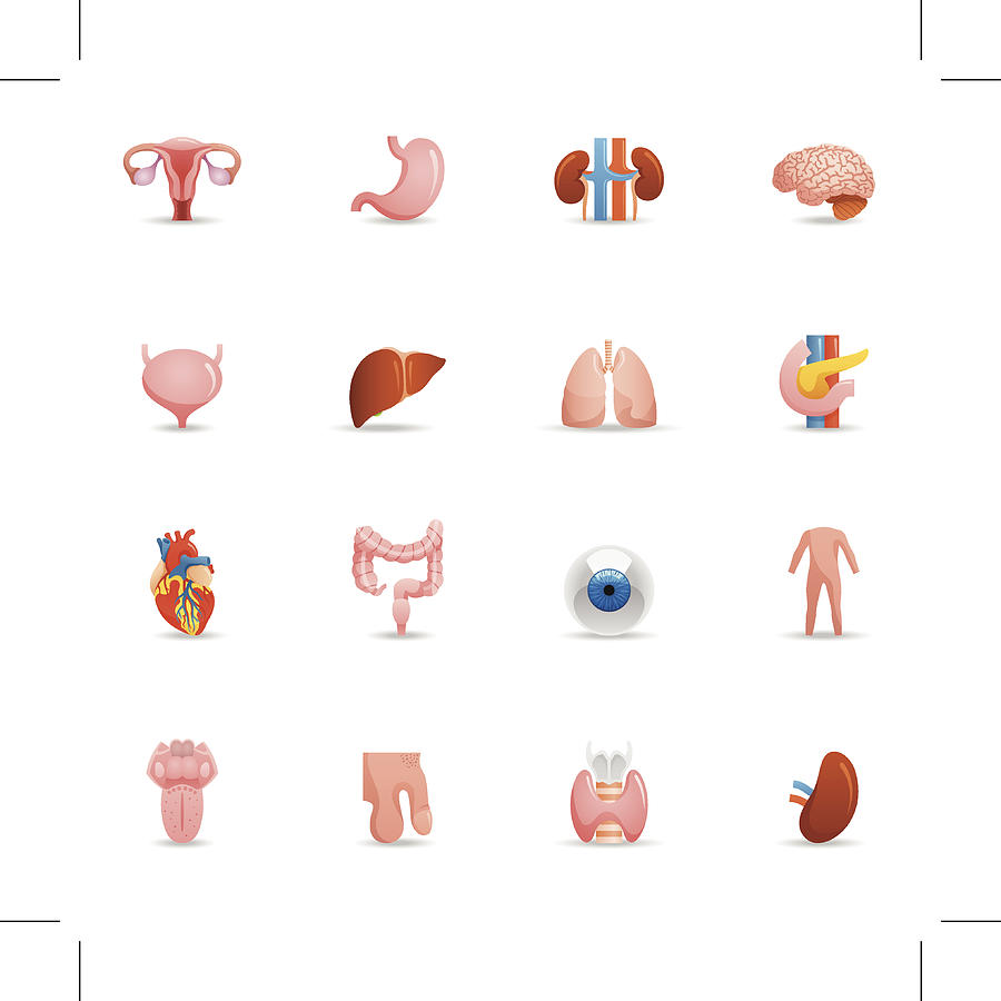 Color Icons - Human Organs Drawing by Aaltazar