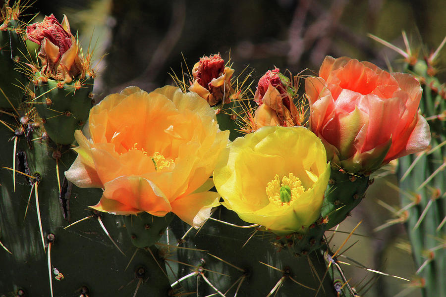 Color in the Sonoran Desert Photograph by Jason Judd