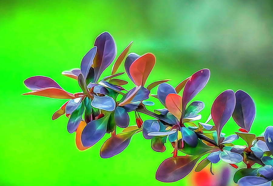 Color Leaves Photograph by Penny Polakoff