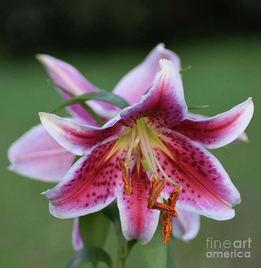 Color Me Day Lily Photograph