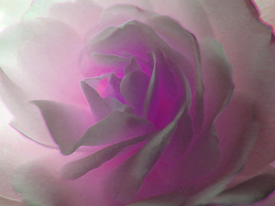 Color Me Pink White Rose Glow - Floral Photographic Art- Rose Macro Photograph by Brooks Garten Hauschild