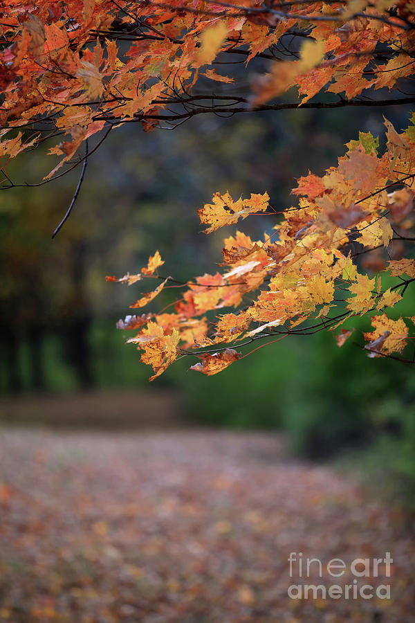 Color of Fall Photograph by Nicki McManus