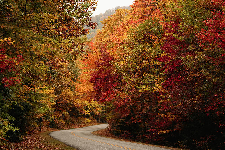 Color on the Curve on Blue Ridge Parkway Photograph by Joni Eskridge