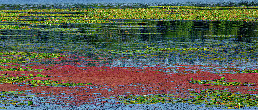 Color on the Water  Photograph by Bill Ray