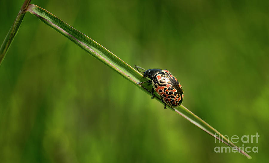 Color Patterns Of A Ladybug Photograph
