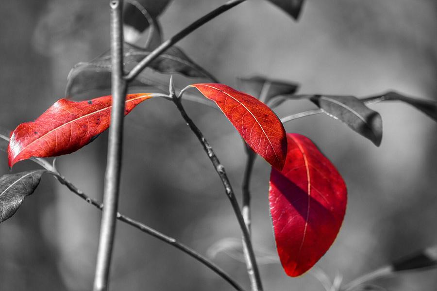 Color Splash Photography - Red Leaves Mixed Media by Bonnie Bruno