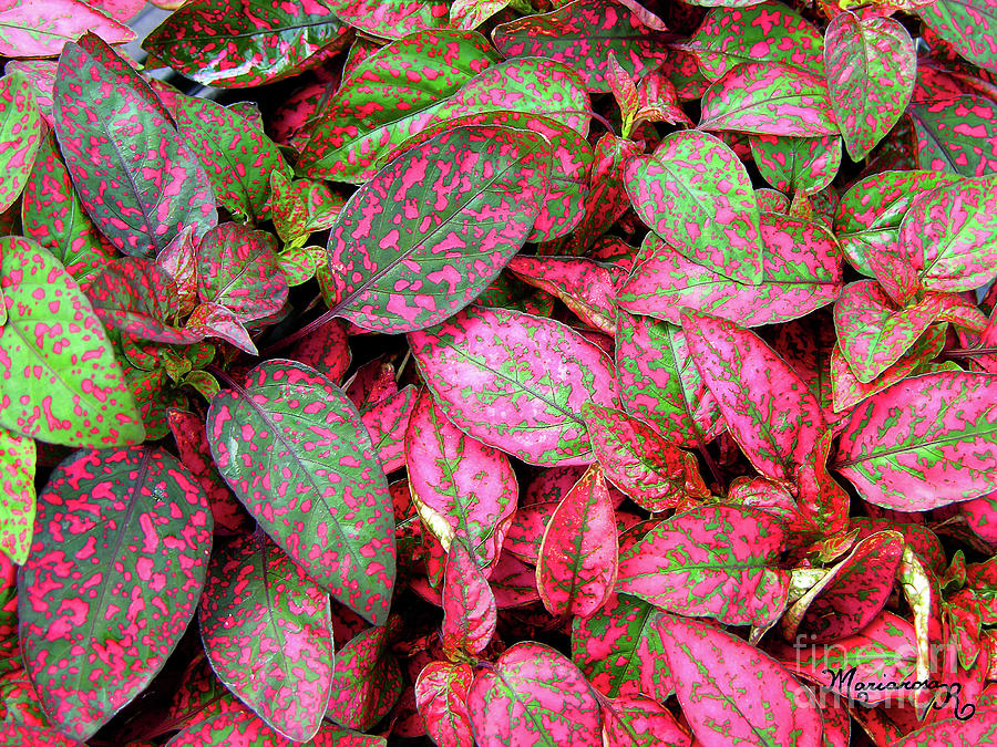 Color-Splattered Leaves Photograph by Mariarosa Rockefeller