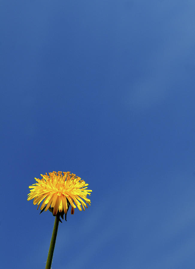 Color Theory with Blue and Yellow, Flower and Sky, Photograph, Print, Digital Art Photograph by Eric Abernethy