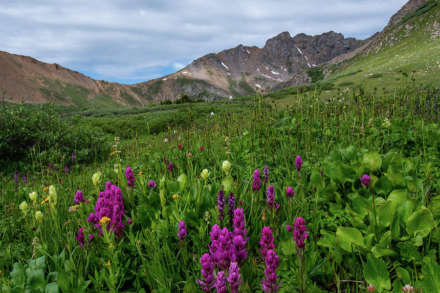 Colorado Alpine Paintbrush Summer Landscape Photograph