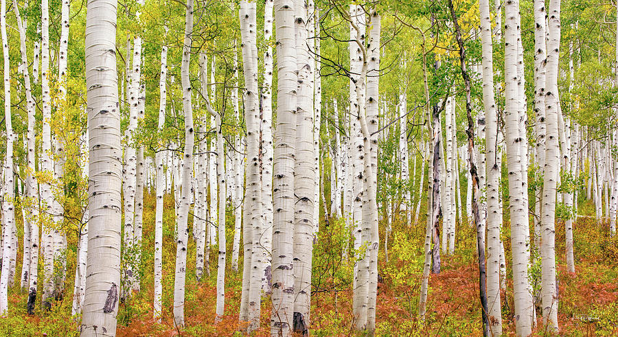 Colorado Aspen Forest Photograph by Leland D Howard