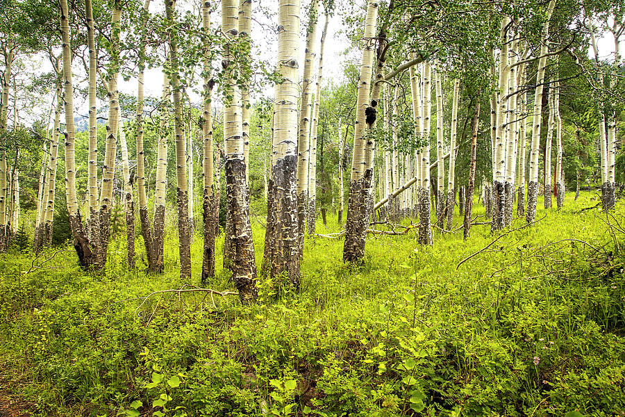 Tree Photograph - Colorado Aspen  by James Steele