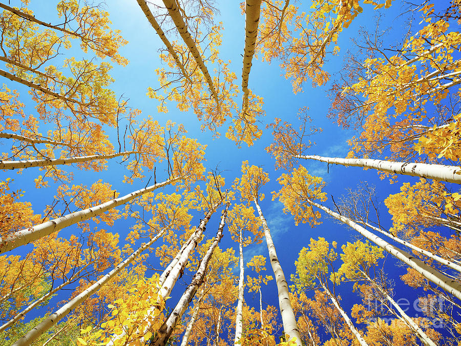 Colorado Aspen Trees - 2020 Photograph by Benedict Heekwan Yang