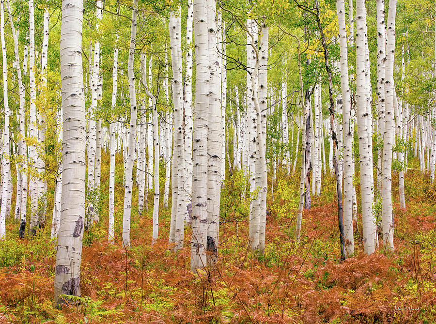 Nature Photograph - Colorado Aspens 5 by Leland D Howard
