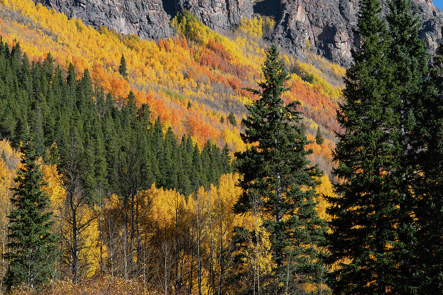 Colorado Autumn Aspen Layers Photograph