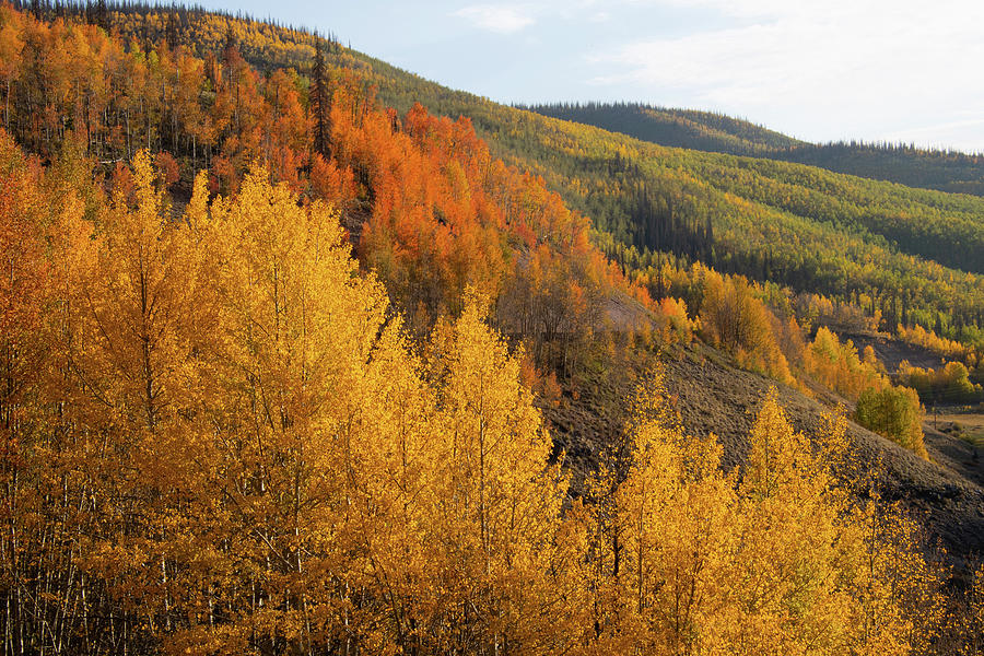 Colorado Autumn Aspen Layers of Color Photograph by Cascade Colors