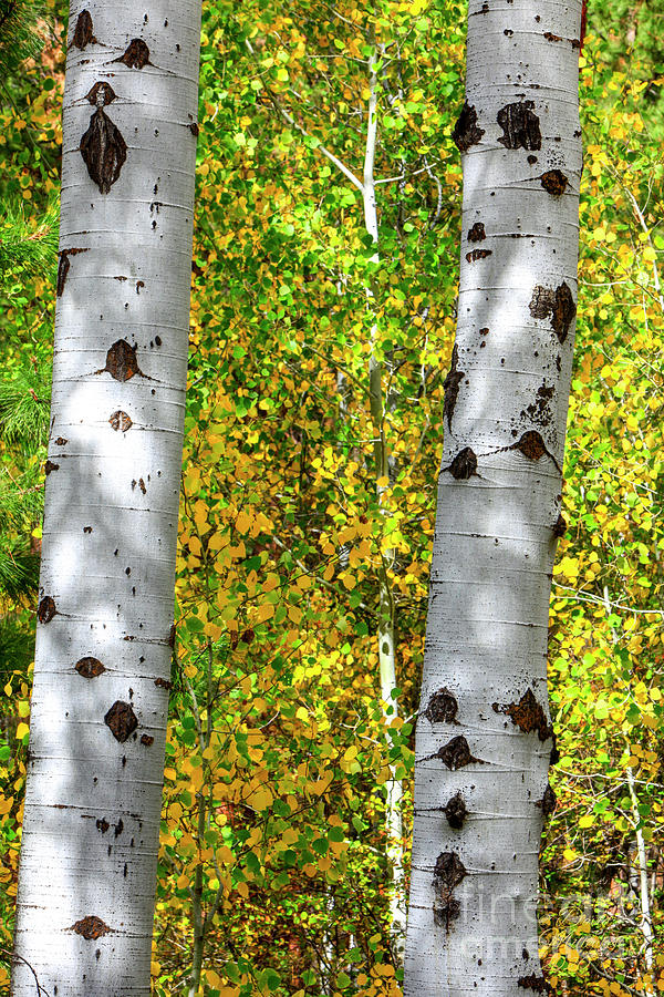 Colorado Autumn Aspen Trees,  Photograph by David Millenheft