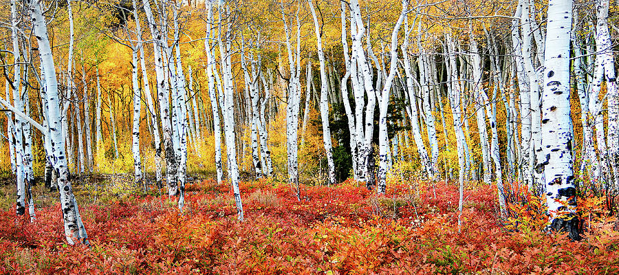 Colorado Autumn Aspens Photograph by Norma Brandsberg