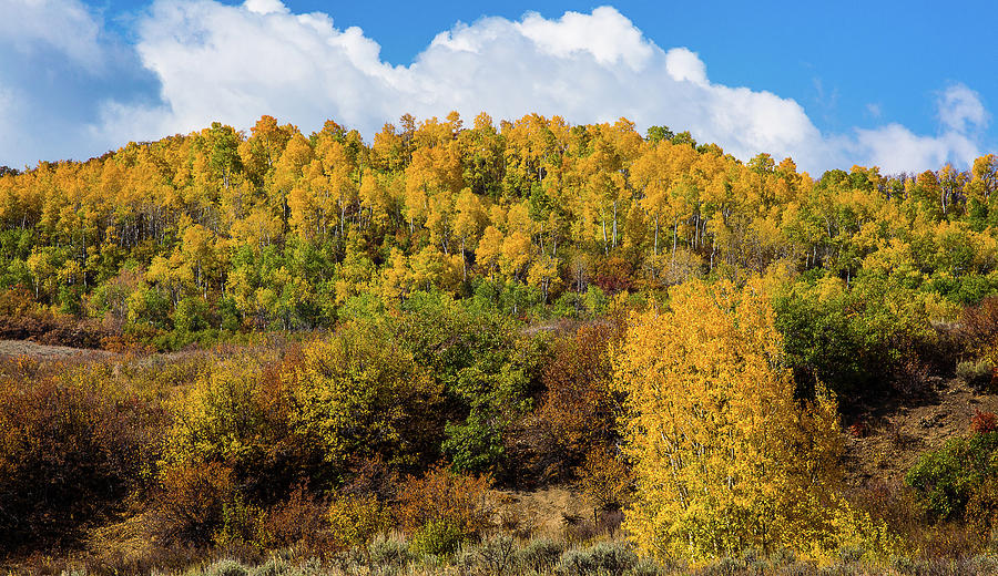 Colorado Autumn Foliage Photograph by Billy Bateman