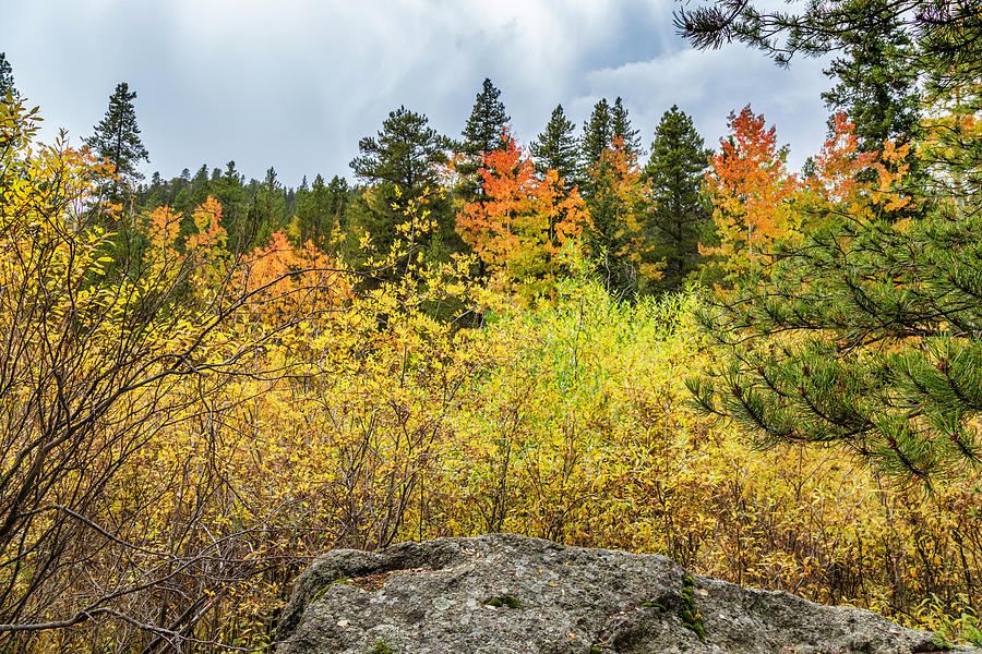 Colorado Autumn Photograph by Lorraine Baum