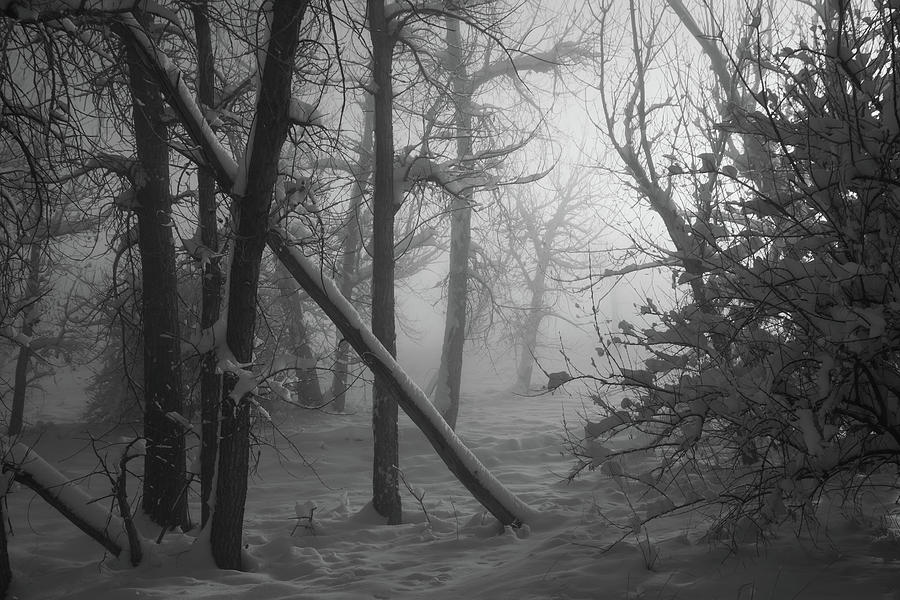 Colorado Black and White Foggy Winter Forest Photograph by Cascade Colors