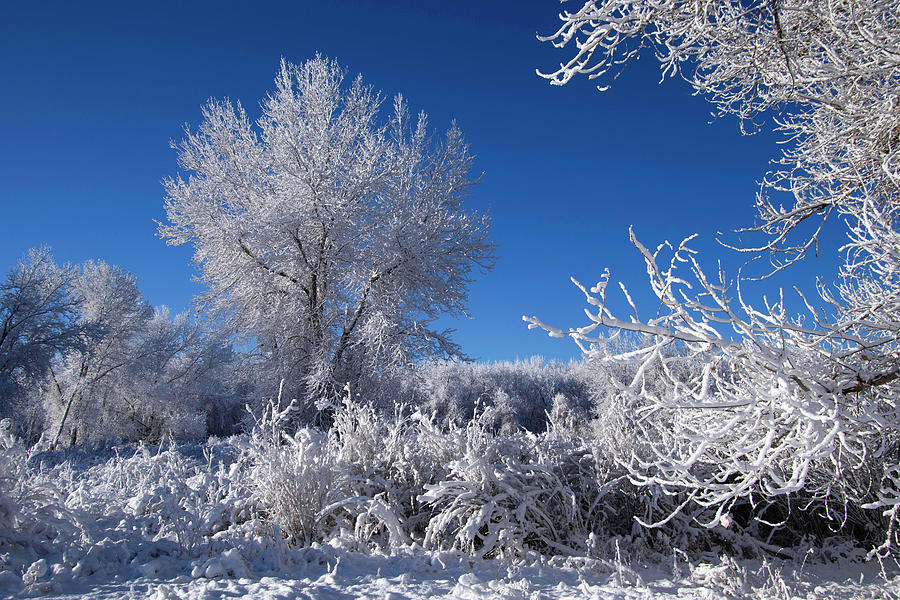 Colorado Blue and White Winter Beauty Photograph by Cascade Colors