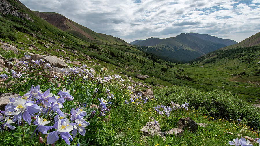 Colorado Blue Columbine Landscape and View Photograph by Cascade Colors