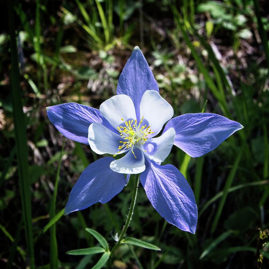 Colorado Blue Columbine Photograph by Loren Gilbert