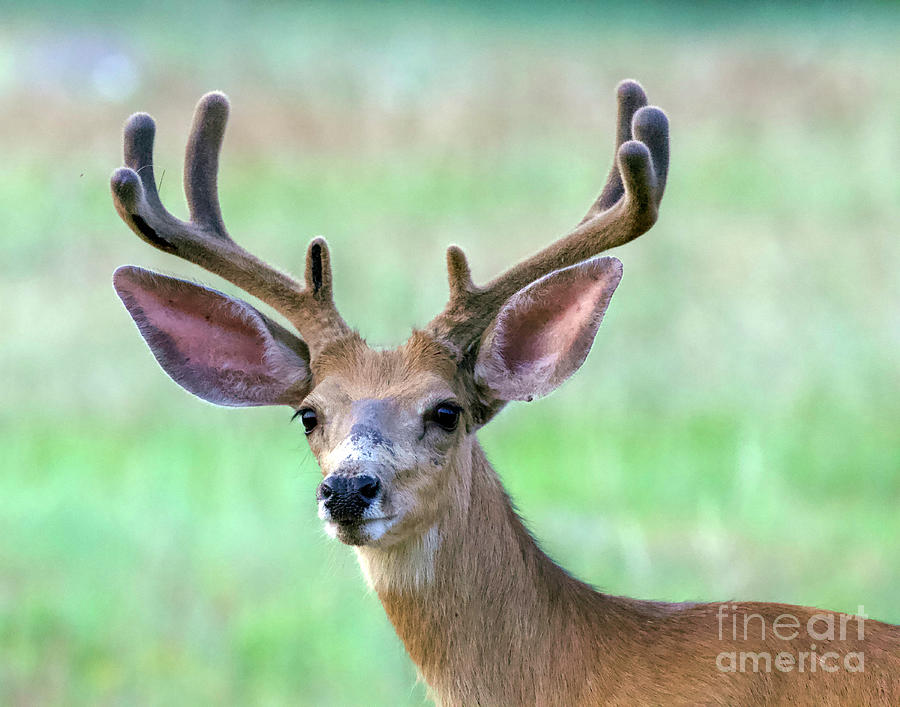 Colorado Buck Deer Photograph by Shirley Dutchkowski