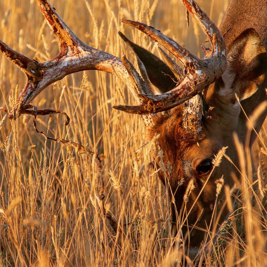 Colorado Buck Photograph by Dlamb Photography