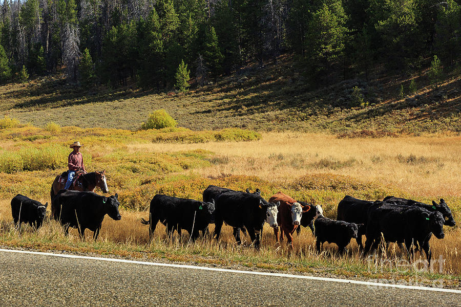 Colorado Cattle Photograph by Billy Bateman
