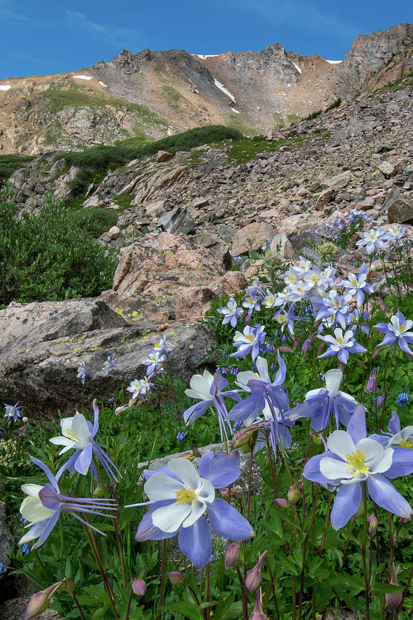Colorado Columbine in the Alpine Photograph by Cascade Colors