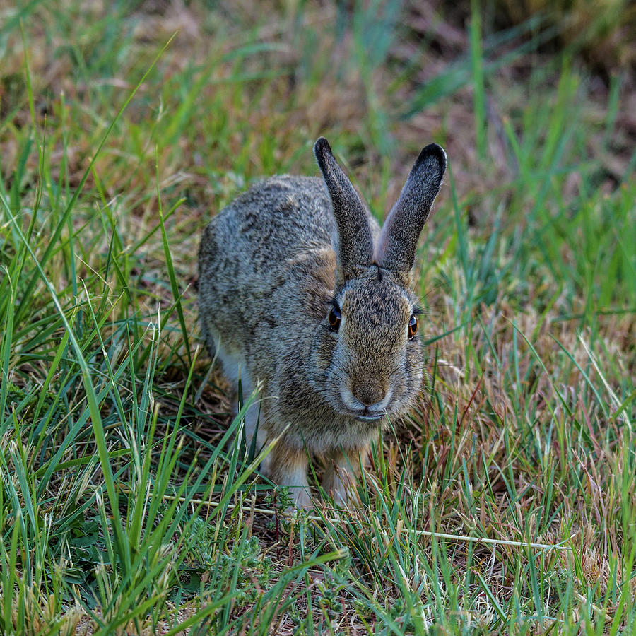 Colorado Cottontail Rabbit 001633 Photograph