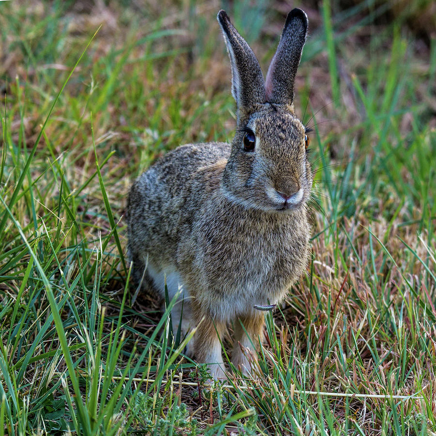 Colorado Cottontail Rabbit 001636 Photograph