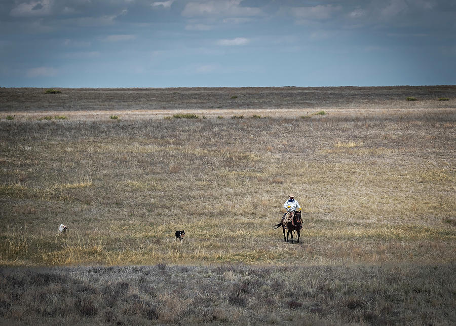 Colorado Cowboy 3 Photograph by Laura Hedien
