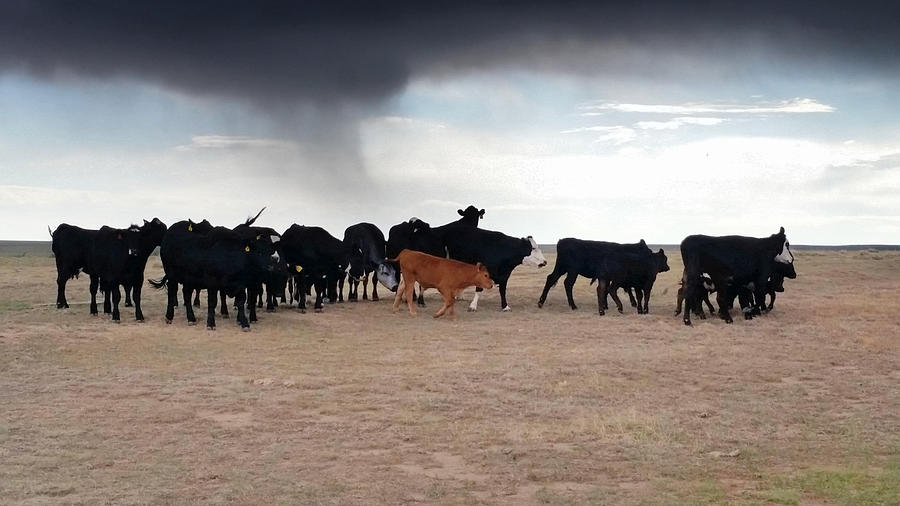 Colorado Cows Photograph by Ally White
