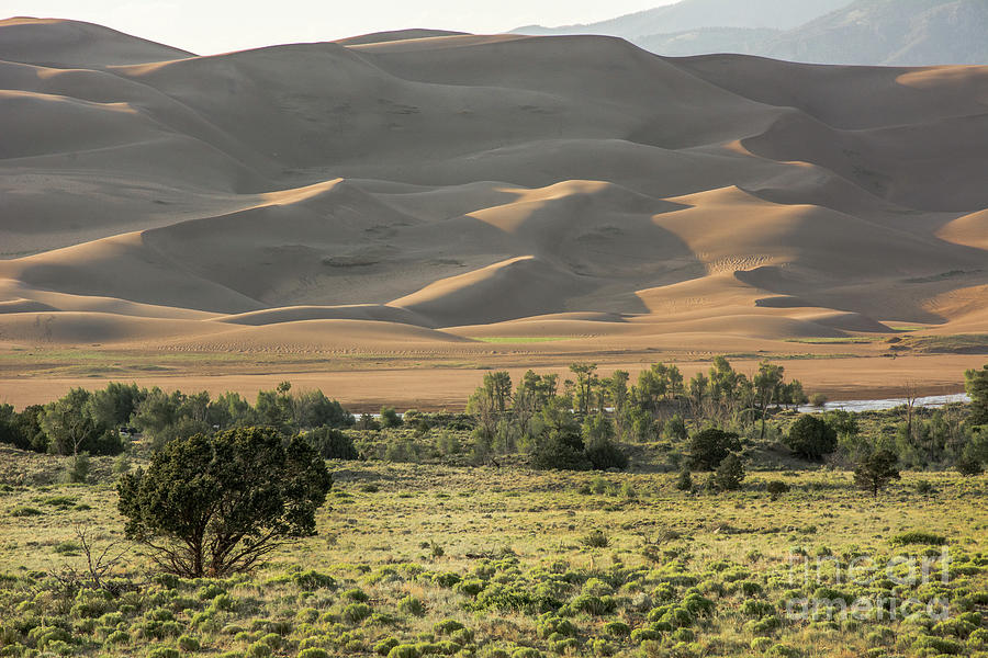 Colorado Dune Field Photograph by John Bartelt | Fine Art America