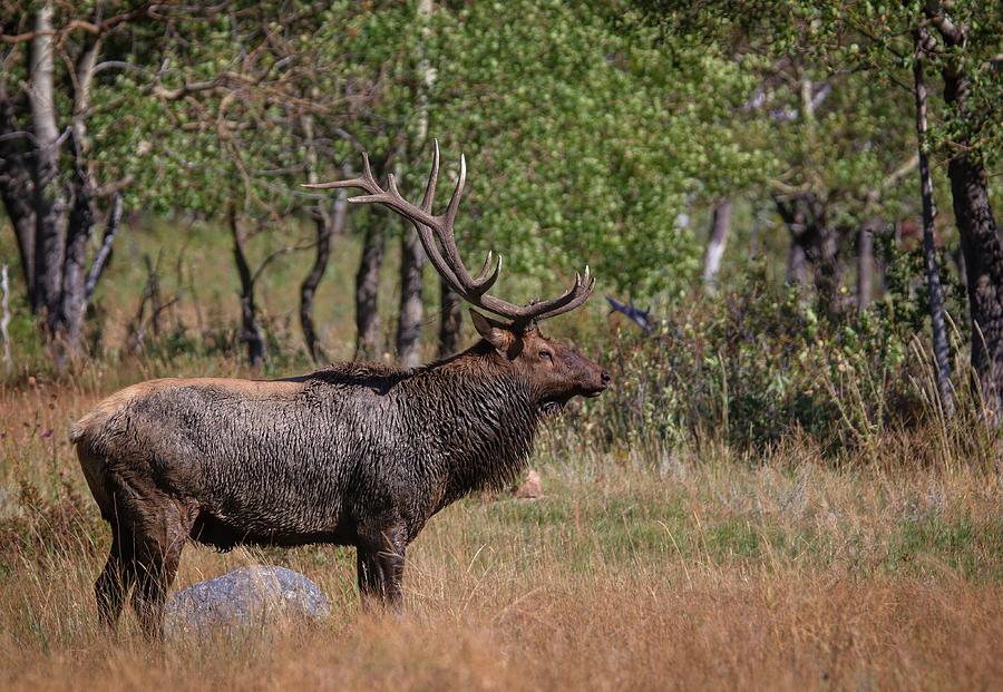 Colorado Elk Photograph by Dlamb Photography