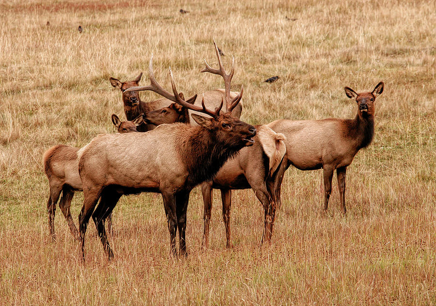 Colorado Elk Photograph by Wade Aiken