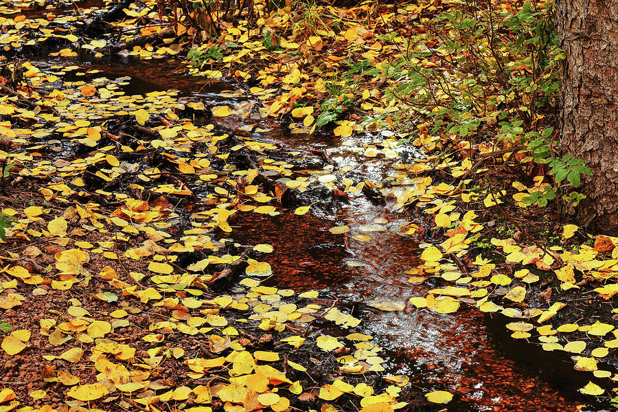 Colorado Fall 1835 Photograph by Rick Perkins