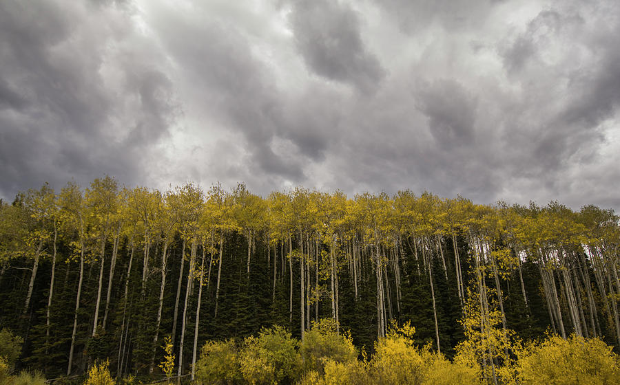 Colorado Fall Photograph by Brian Howerton