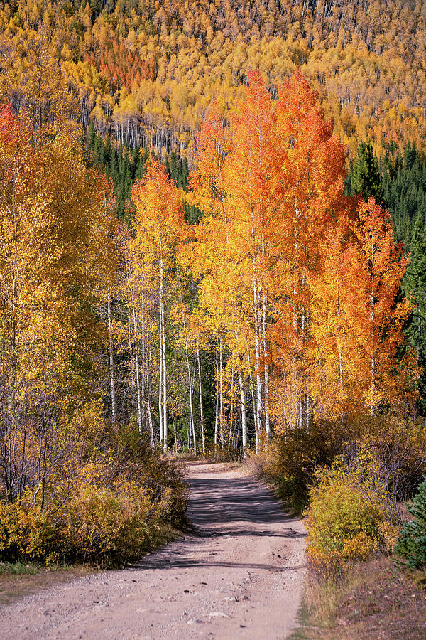 Colorado Fall Colors Photograph by Alex Mironyuk