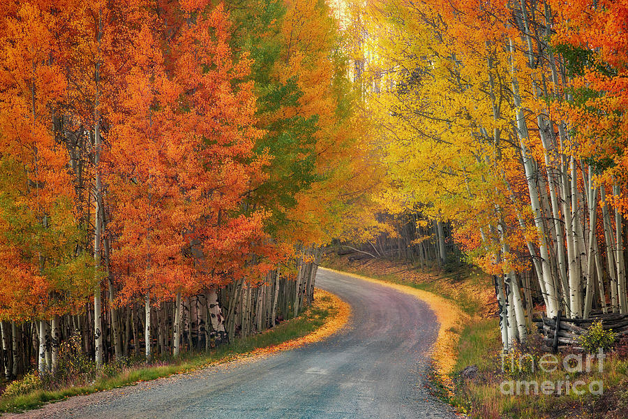 Colorado Fall Drive Through The Aspens Photograph