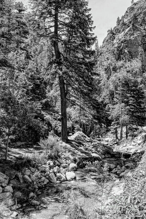 Colorado Forest Creek And Mountains Grayscale Photograph by Jennifer White