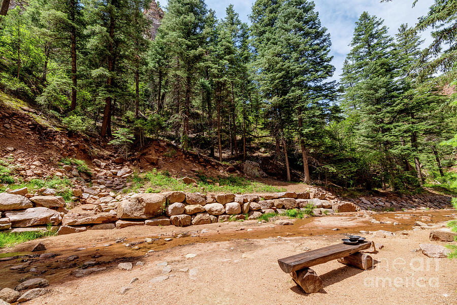 Colorado Forest Creek Bench Photograph by Jennifer White