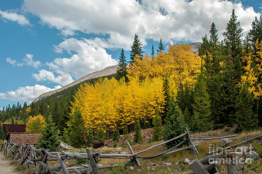 Colorado Gold In St. Elmo, CO Photograph by John Bartelt - Fine Art America